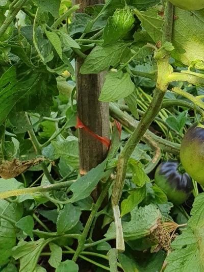 1358 Trufa Azul (Блакитний Трюфель)