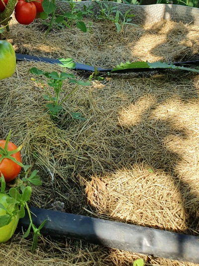 1005 Де барао червоний