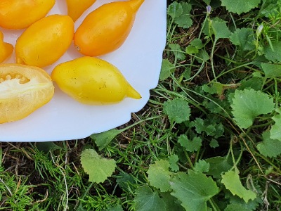 1379 Golden Canary  (Золота Канарейка)