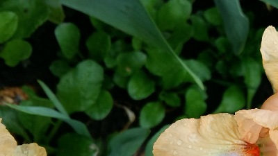 379 Golden apricot