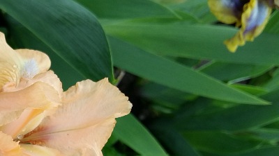 379 Golden apricot