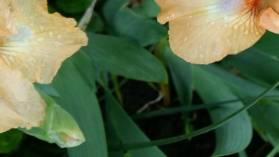 379 Golden apricot