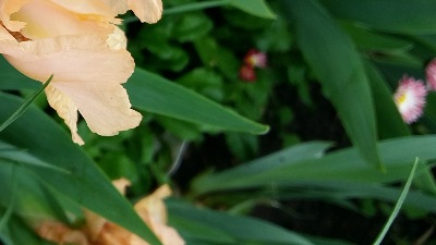 379 Golden apricot