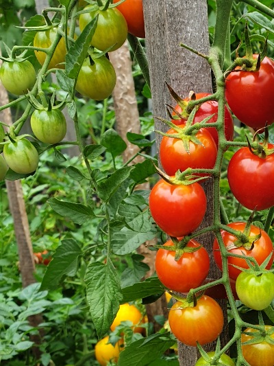 1130 Tomatoberry (Томатобері)