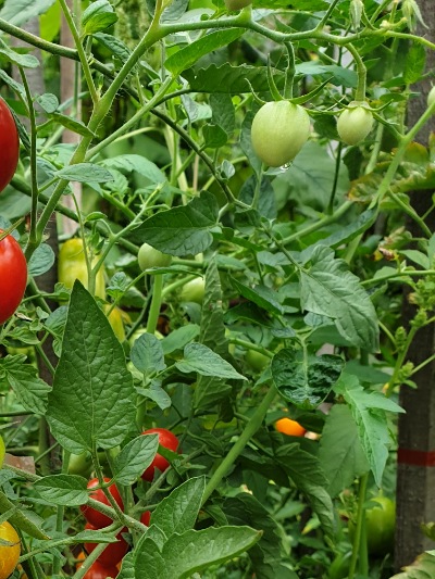 1130 Tomatoberry (Томатобері)