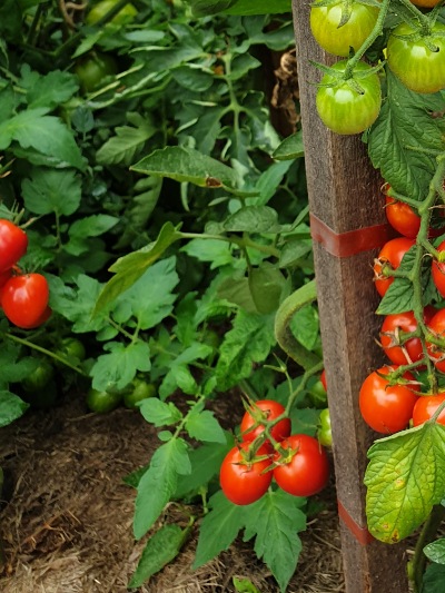 1130 Tomatoberry (Томатобері)