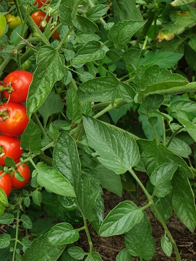 1130 Tomatoberry (Томатобері)