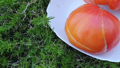 25384 Jerusalem Giant (Гігант Єрусалима)
