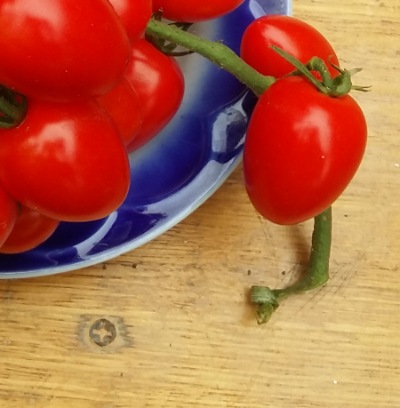 1130 Tomatoberry (Томатобері)