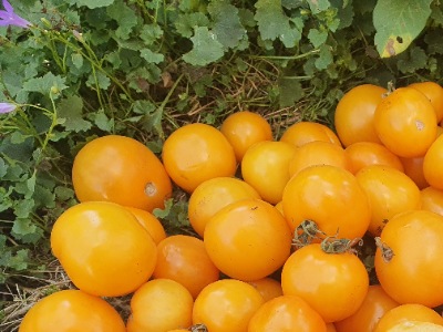 1383 Золотий Алатау