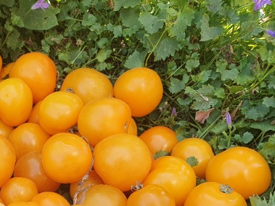 1383 Золотий Алатау