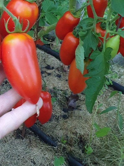1210 Бонанза