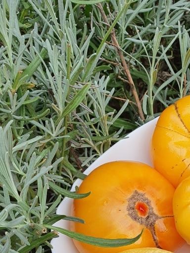 1241 Золоті Куполи (Золотые купола)