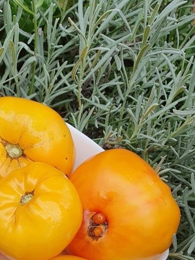1241 Золоті Куполи (Золотые купола)