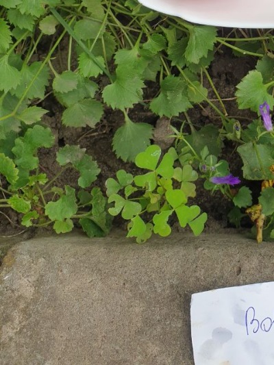 25323 Bobbie (Боббі) 