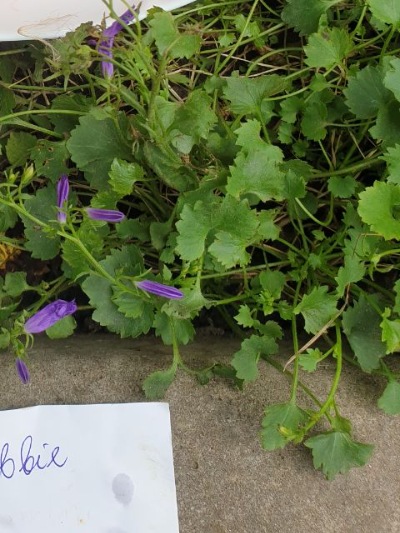 25323 Bobbie (Боббі) 