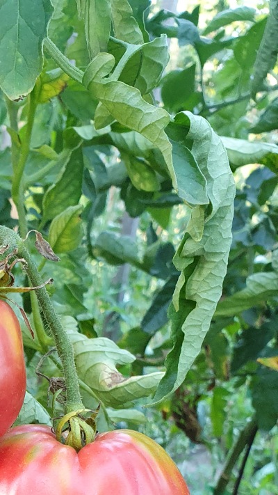 25323 Bobbie (Боббі) 