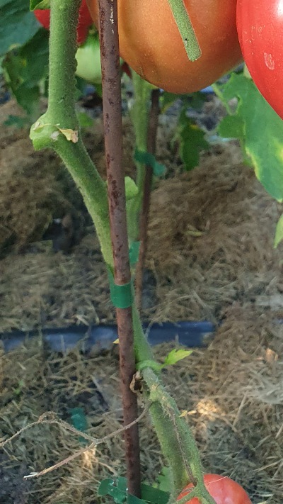 25323 Bobbie (Боббі) 