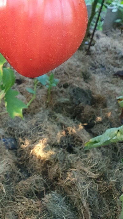 25323 Bobbie (Боббі) 