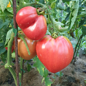 Насіння помідору Bobbie (Боббі) 