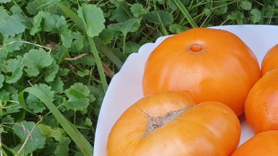 25324 Brandywine Apricot ( Брендівайн Абрикосовий)