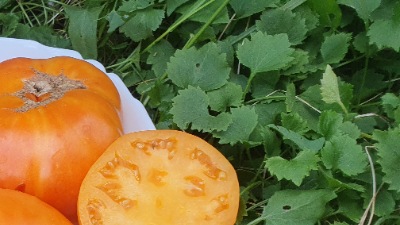 25324 Brandywine Apricot ( Брендівайн Абрикосовий)