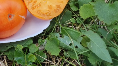 25324 Brandywine Apricot ( Брендівайн Абрикосовий)