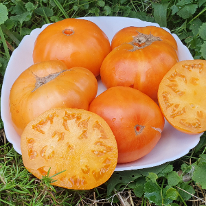 Насіння помідору Brandywine Apricot ( Брендівайн Абрикосовий)