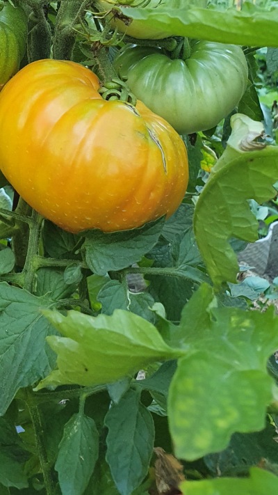 25324 Brandywine Apricot ( Брендівайн Абрикосовий)