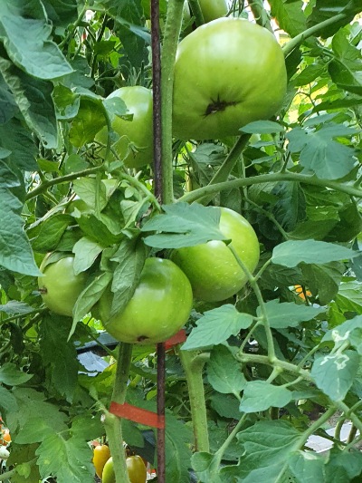 1352 Rosa di Sorrento (Рожевий з Соренто)
