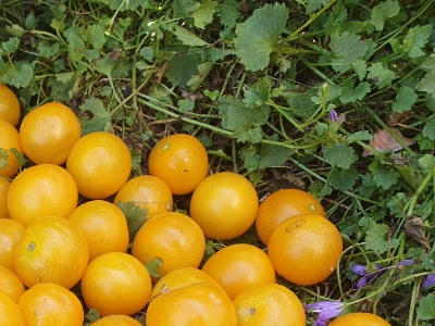 1031 Сільєджа Джелла