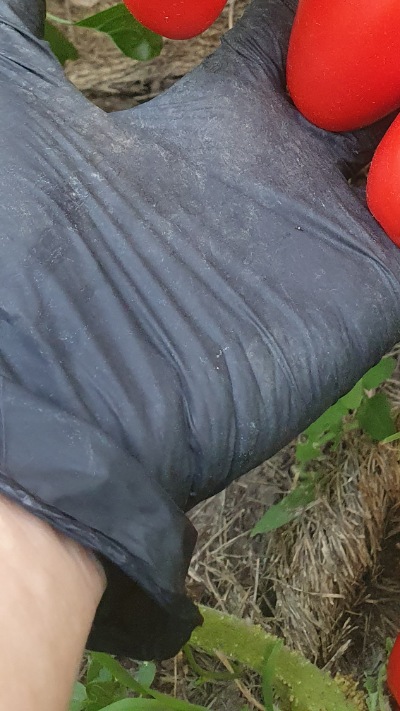 25415 Лімбо