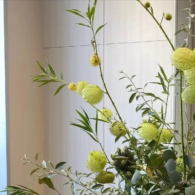 25723 Гомфокарпус Повітряна куля