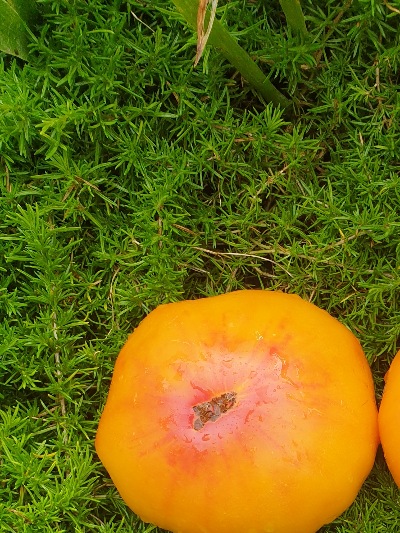 25382 HillBilly (Хілбіллі,Сільський)