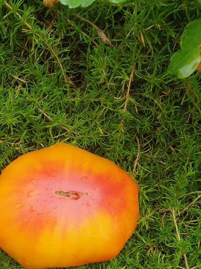 25382 HillBilly (Хілбіллі,Сільський)