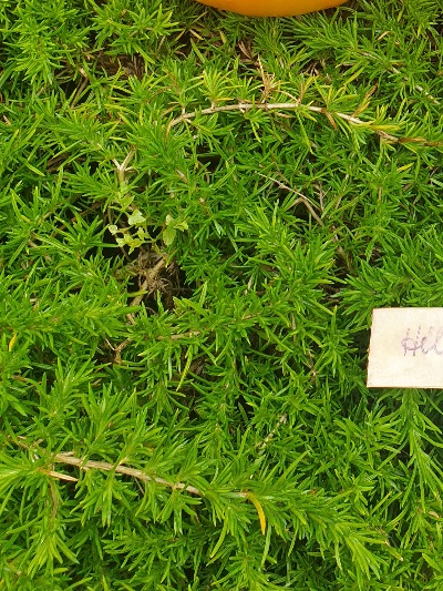 25382 HillBilly (Хілбіллі,Сільський)