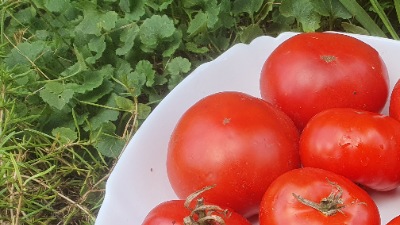 25420 Монгольський карлик