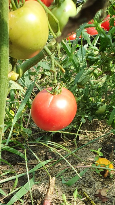25326 Canabec Rouge