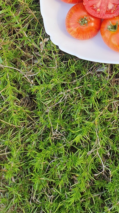 25408 Dwarf Painted Lady (Гном Татуйована Леді)