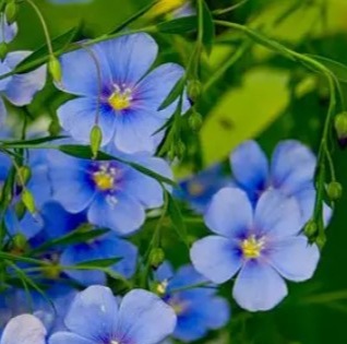 25264 Льон Багаторічний 