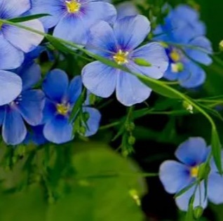 25264 Льон Багаторічний 