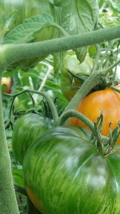 1069 Beauty Queen (Королева краси)