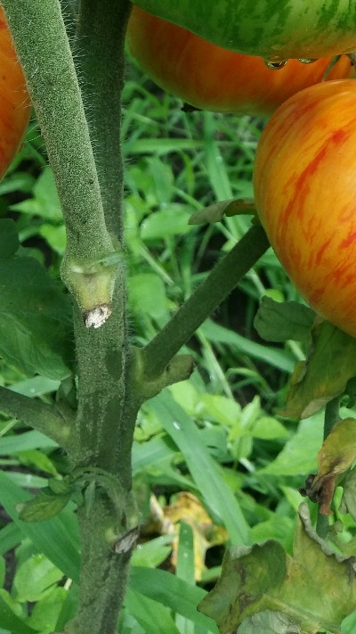 1069 Beauty Queen (Королева краси)