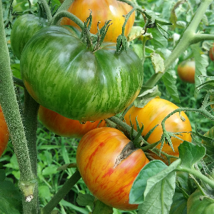 Насіння помідору Beauty Queen (Королева краси)
