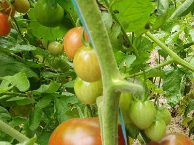 1244 Каштановий шоколад