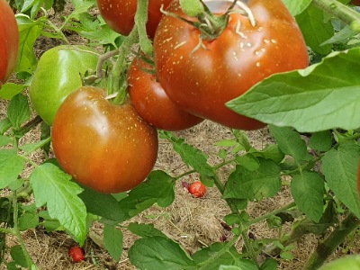 1244 Каштановий шоколад
