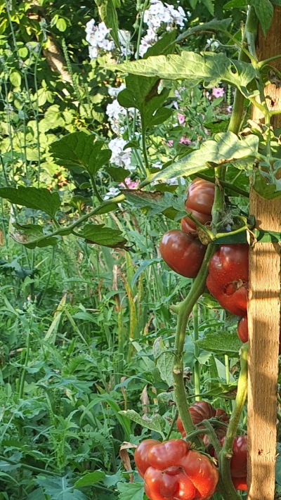 25388 Purple Calabash (Фіолетовий Гарбуз)