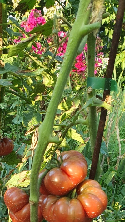 25388 Purple Calabash (Фіолетовий Гарбуз)