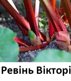 25170 Ревінь Вікторія 