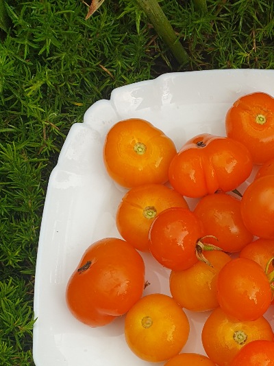 1194 Золотоволоска (Златовласка)